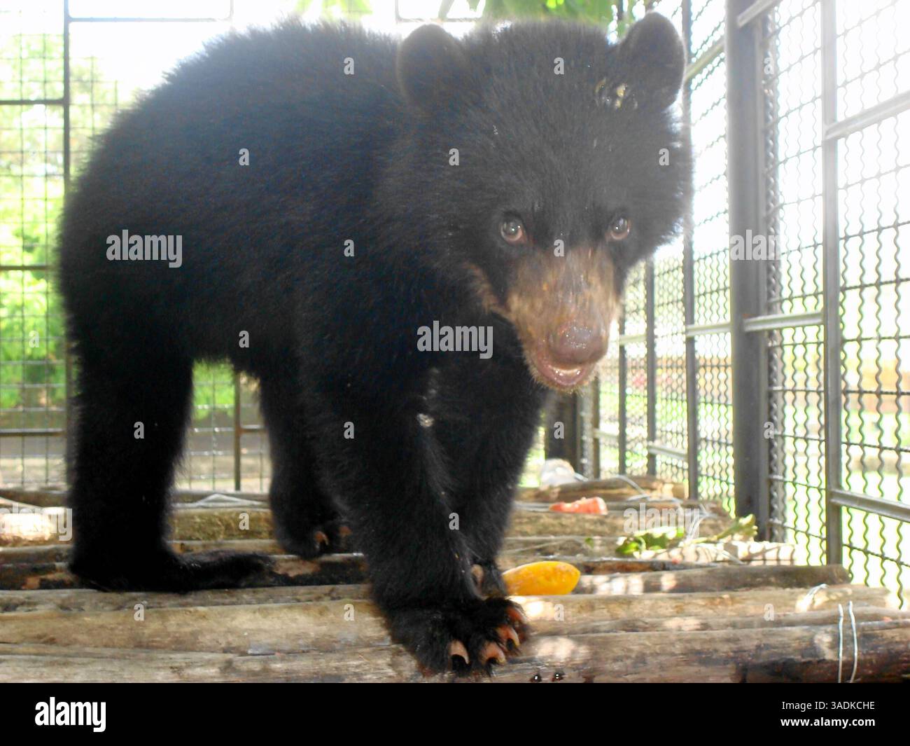 Salud de los animales hi-res stock photography and images - Alamy