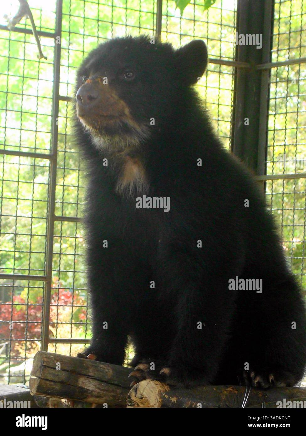 Reproduccion de animales hi-res stock photography and images - Alamy