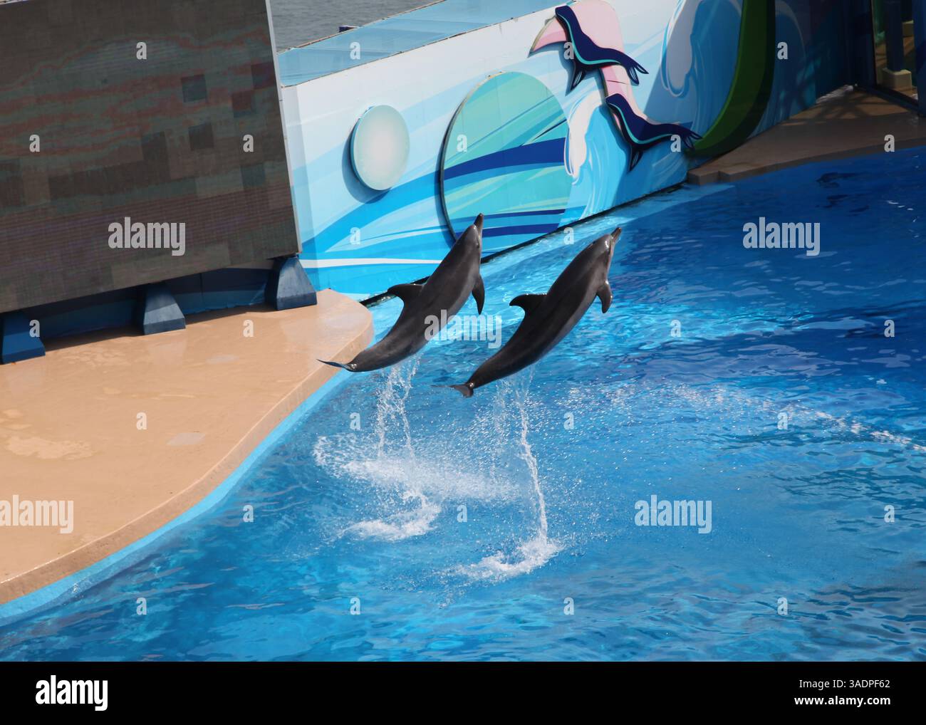 Dolphins jumping out of the water at an Aquarium Stock Photo - Alamy
