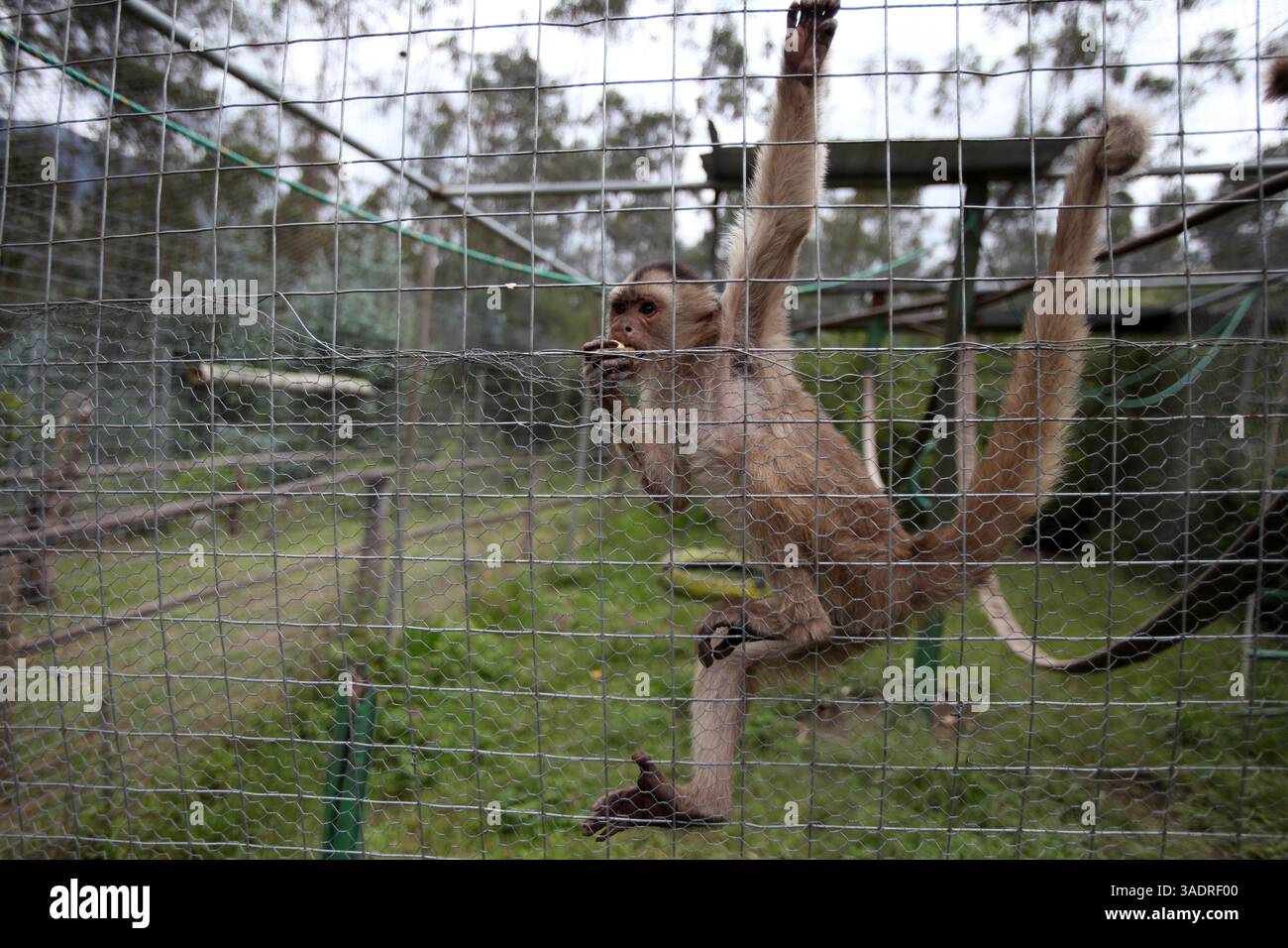 Tráfico de animales hi-res stock photography and images - Alamy