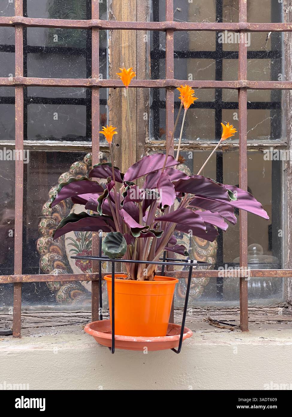 Calathea ornata hi-res stock photography and images - Alamy