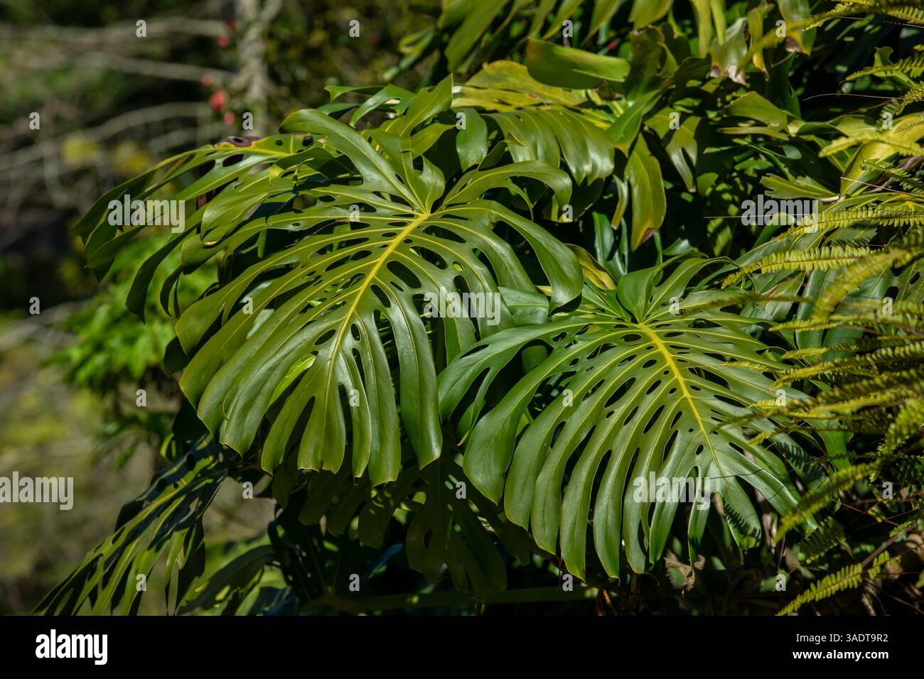 Monstera deliciosa potted hi-res stock photography and images - Alamy