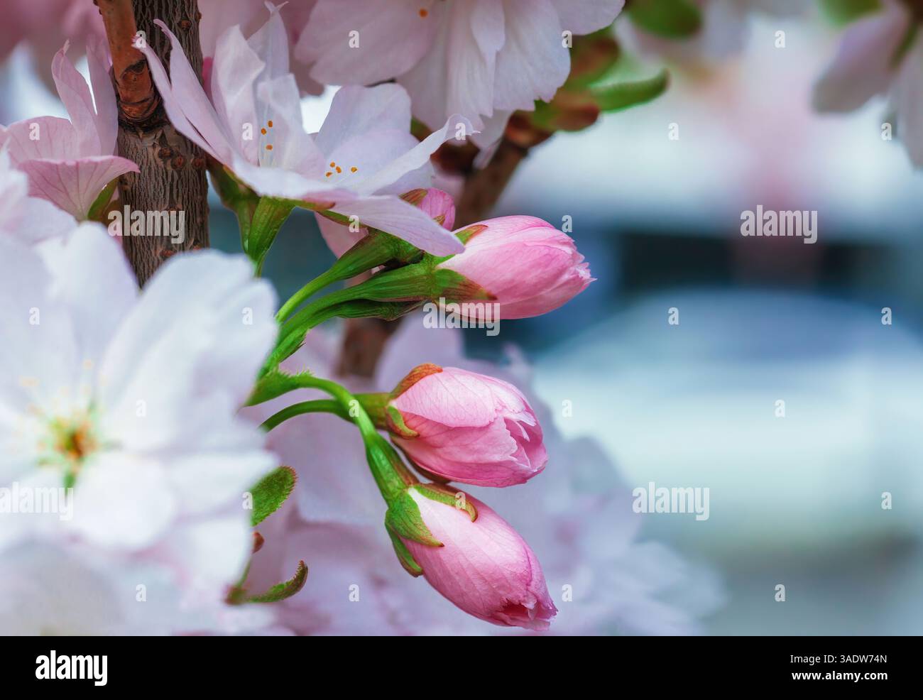 Pink cherry blossoms buds grow on tree close up. Branch of gentle ...