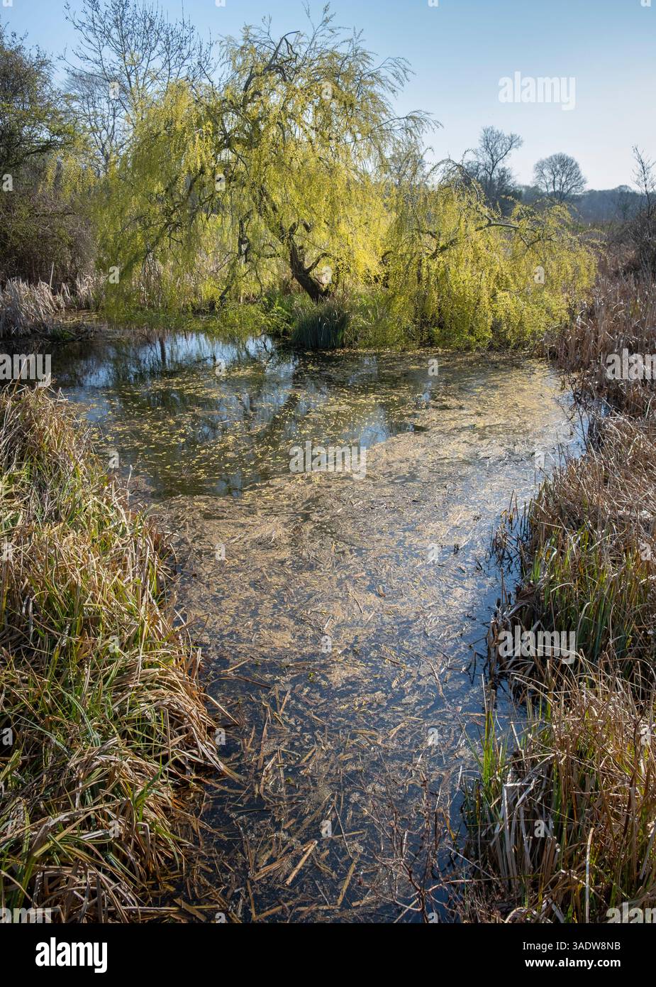 new era robinsons ermita