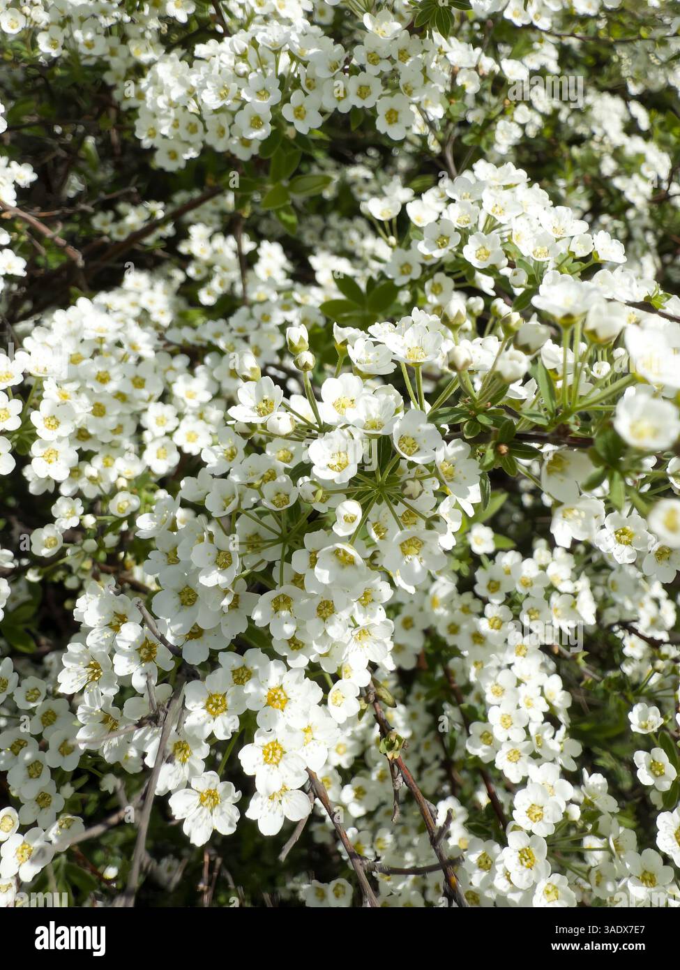 White blooming flowers on branches in springtime garden, close-up. Beautiful floral background with delicate petals and yellow centers. Nature beauty - Smartphone Captured Stock Image