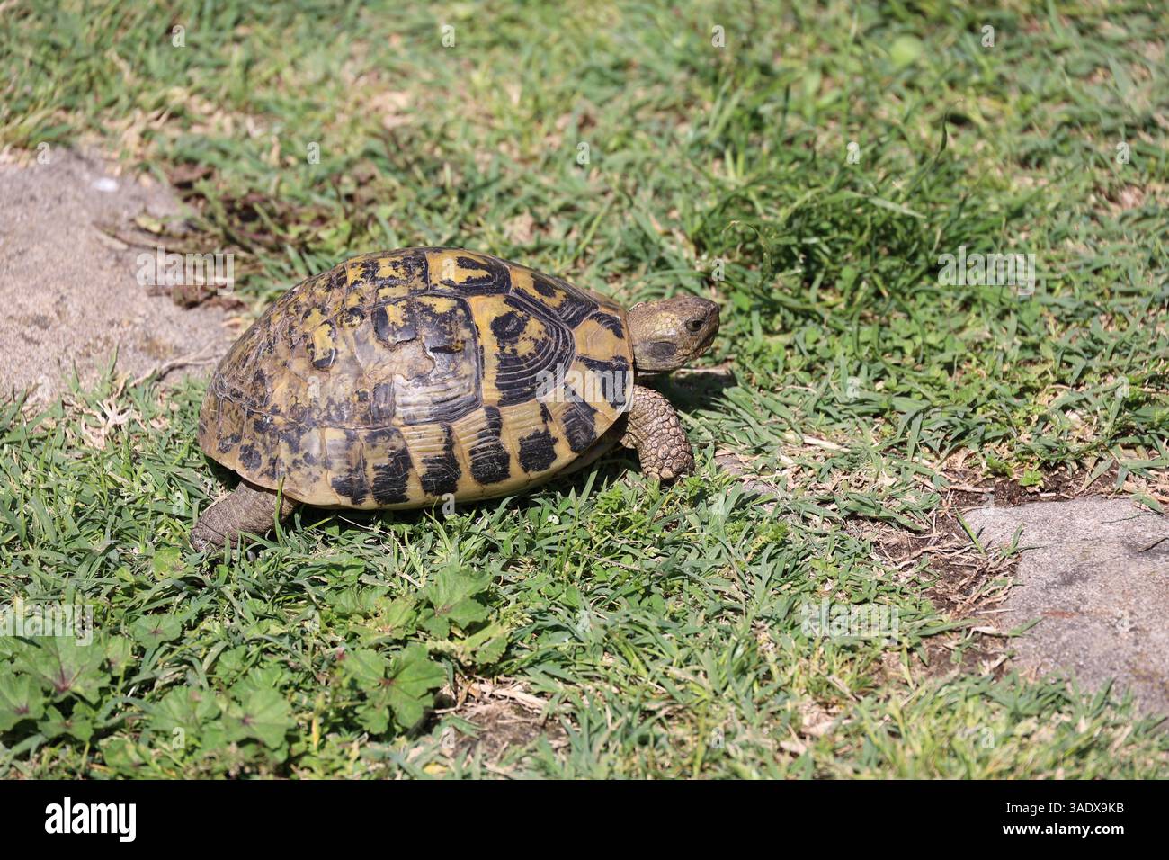 Greek turtle in grass hi-res stock photography and images - Alamy