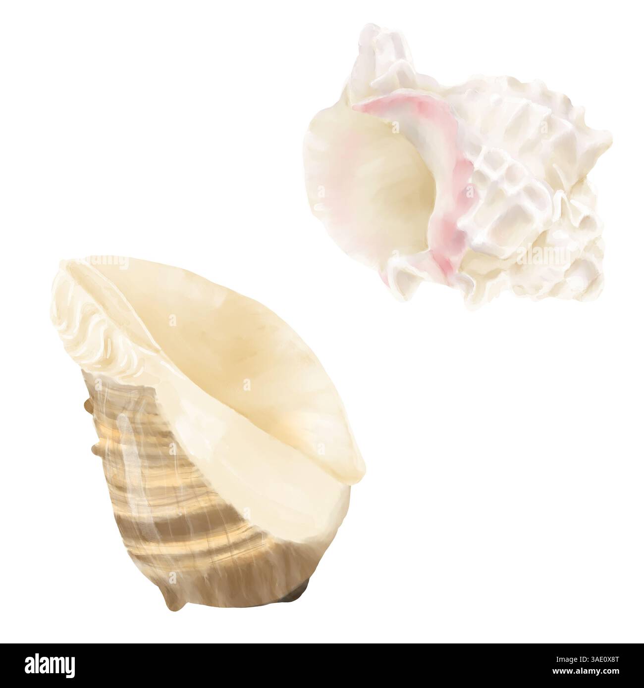 Curled shells hi-res stock photography and images - Alamy