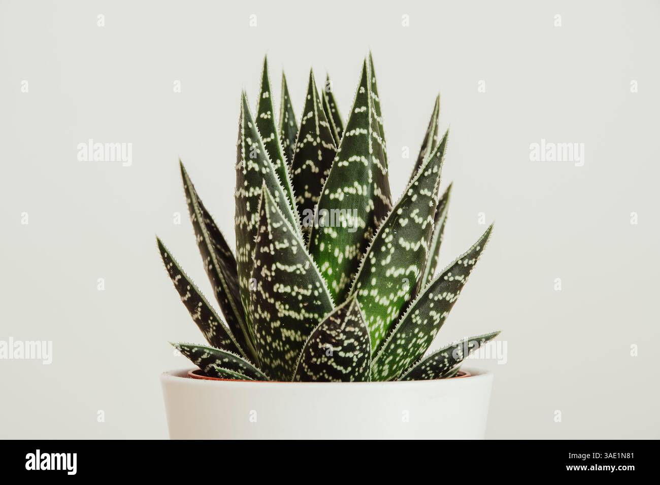 aloe vera gel im intimbereich Xanagel