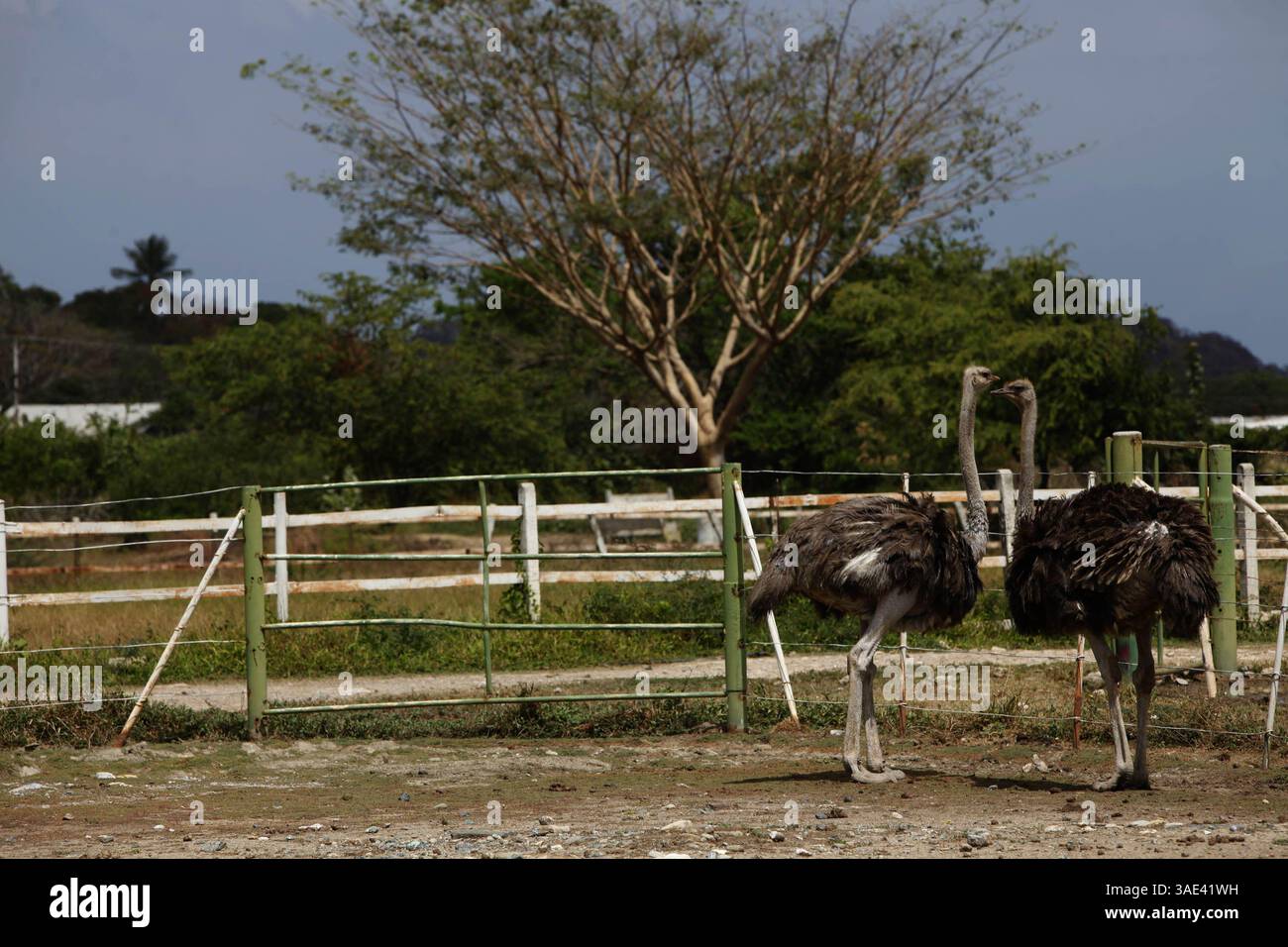 Jaula de pájaros redonda - Etsy México, image size:1300x956