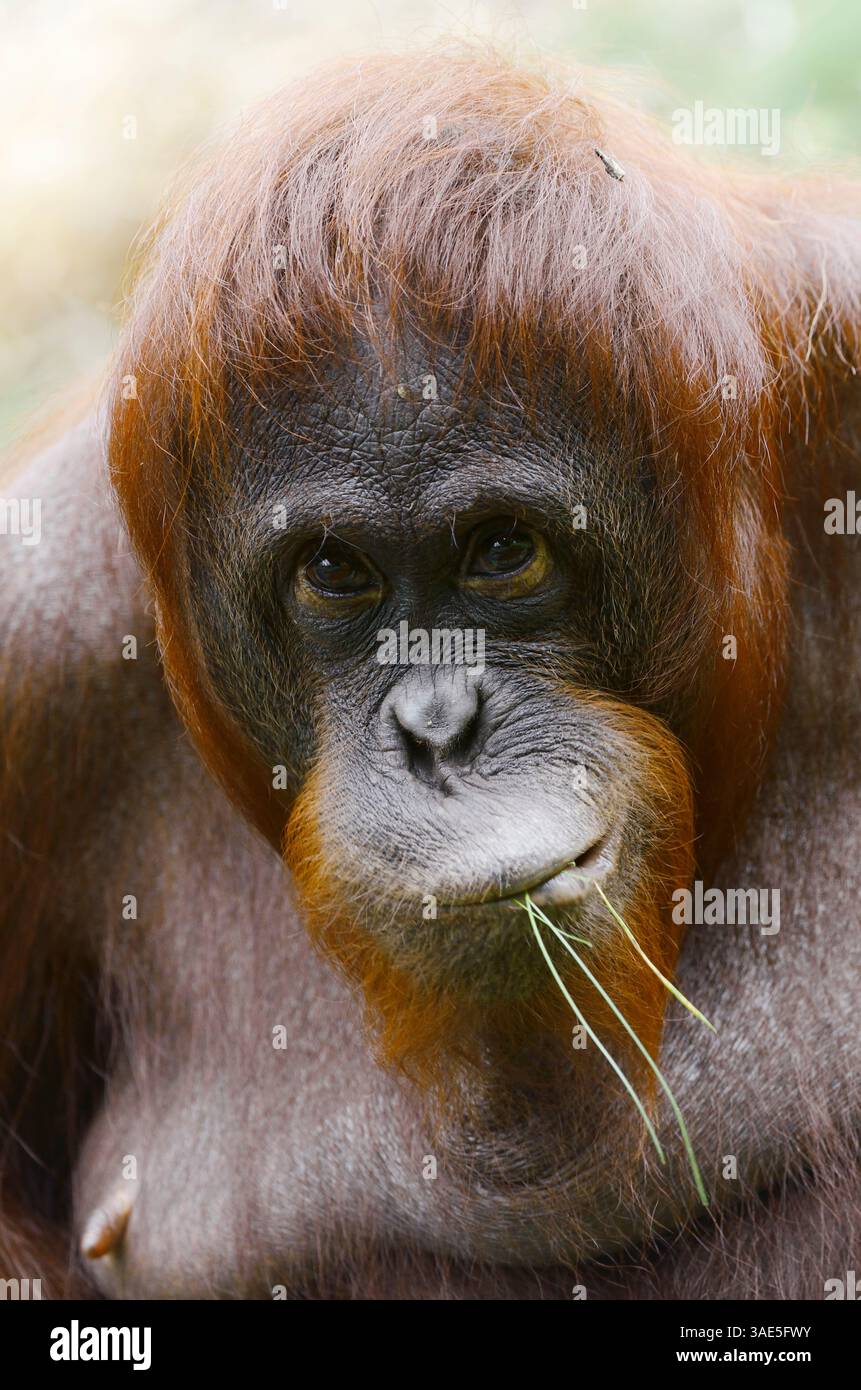 Bornean Orangutan (Pongo pygmaeus), female | Borneo-Orang-Utan (Pongo ...