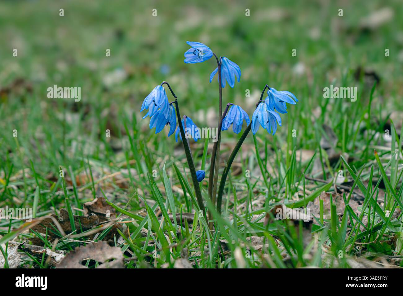 A vivid display of delicate blue spring flowers emerging amidst fallen leaves, symbolising renewal, beauty, and the transition from winter to spring i Stock Photo