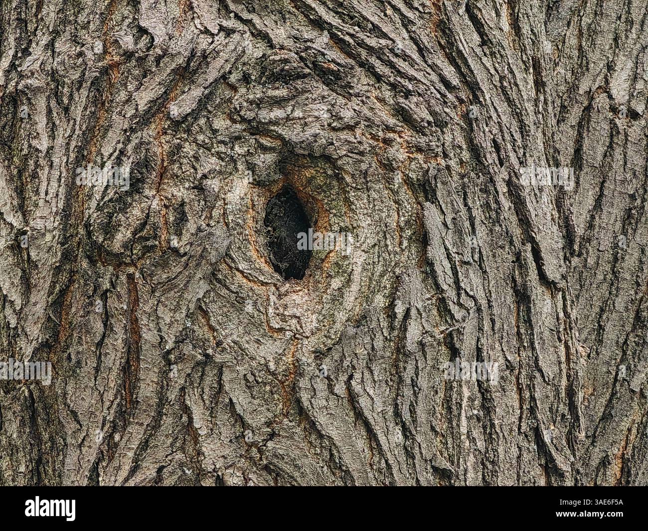 The Eye of Nature – Aged Tree Crust with Hollow Stock Photo
