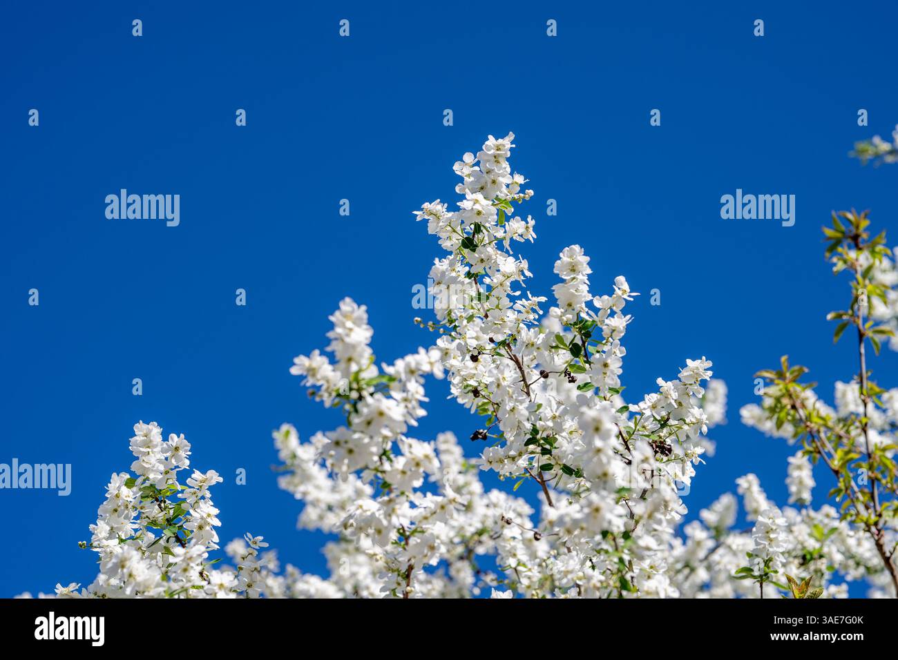 Pflanze Mit Weien Bluten