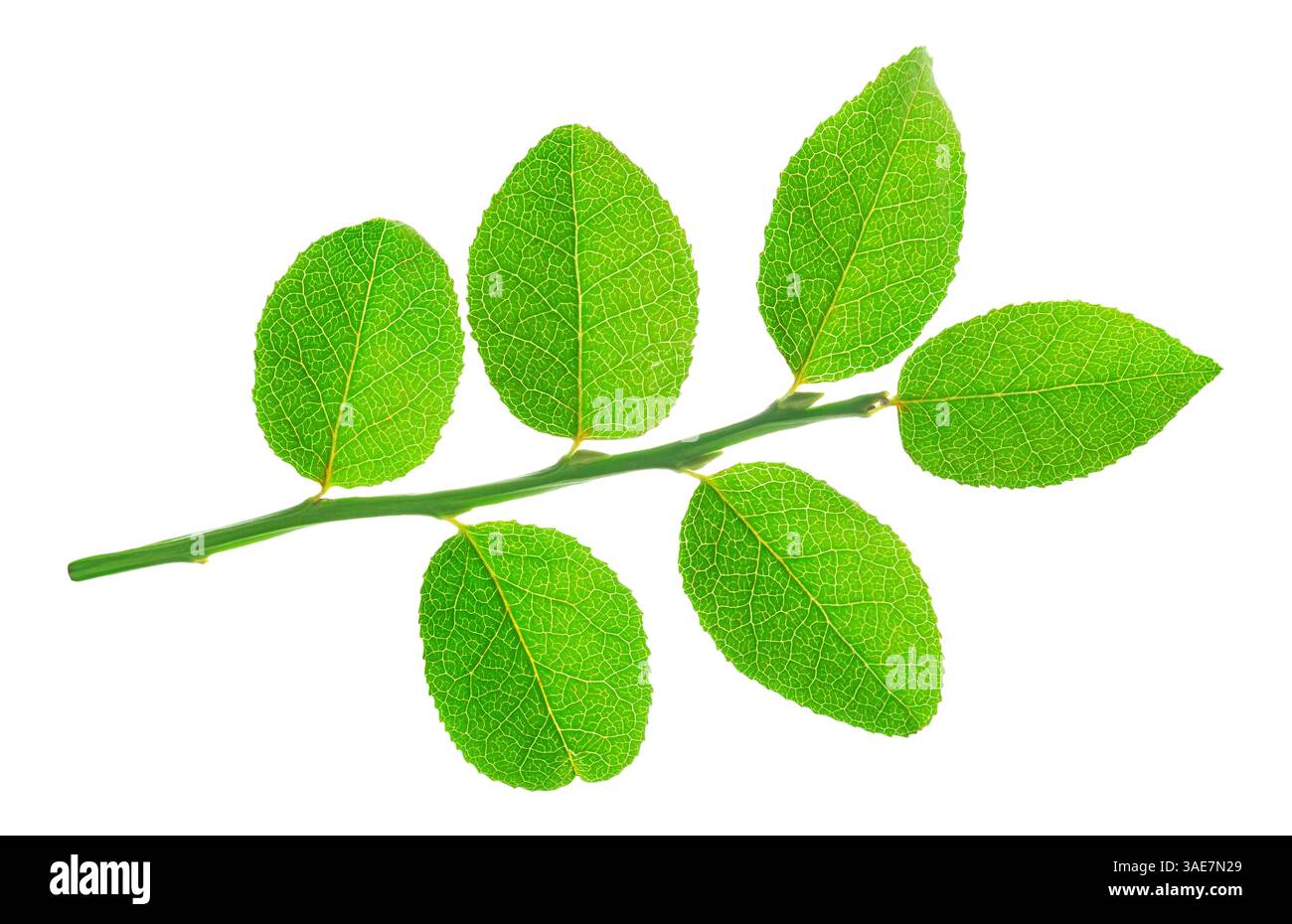 Branchlet of blueberry plant isolated on white background Stock Photo