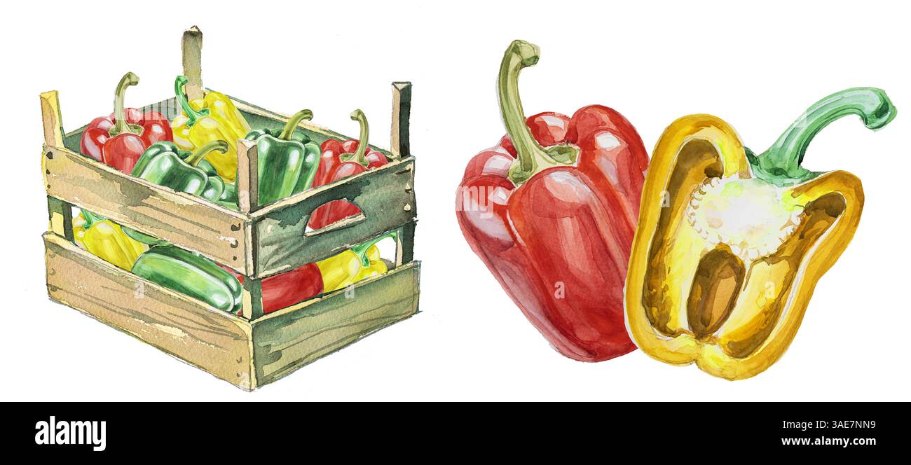 Watercolor red bell pepper isolated on white. Hand drawn vegetable ...