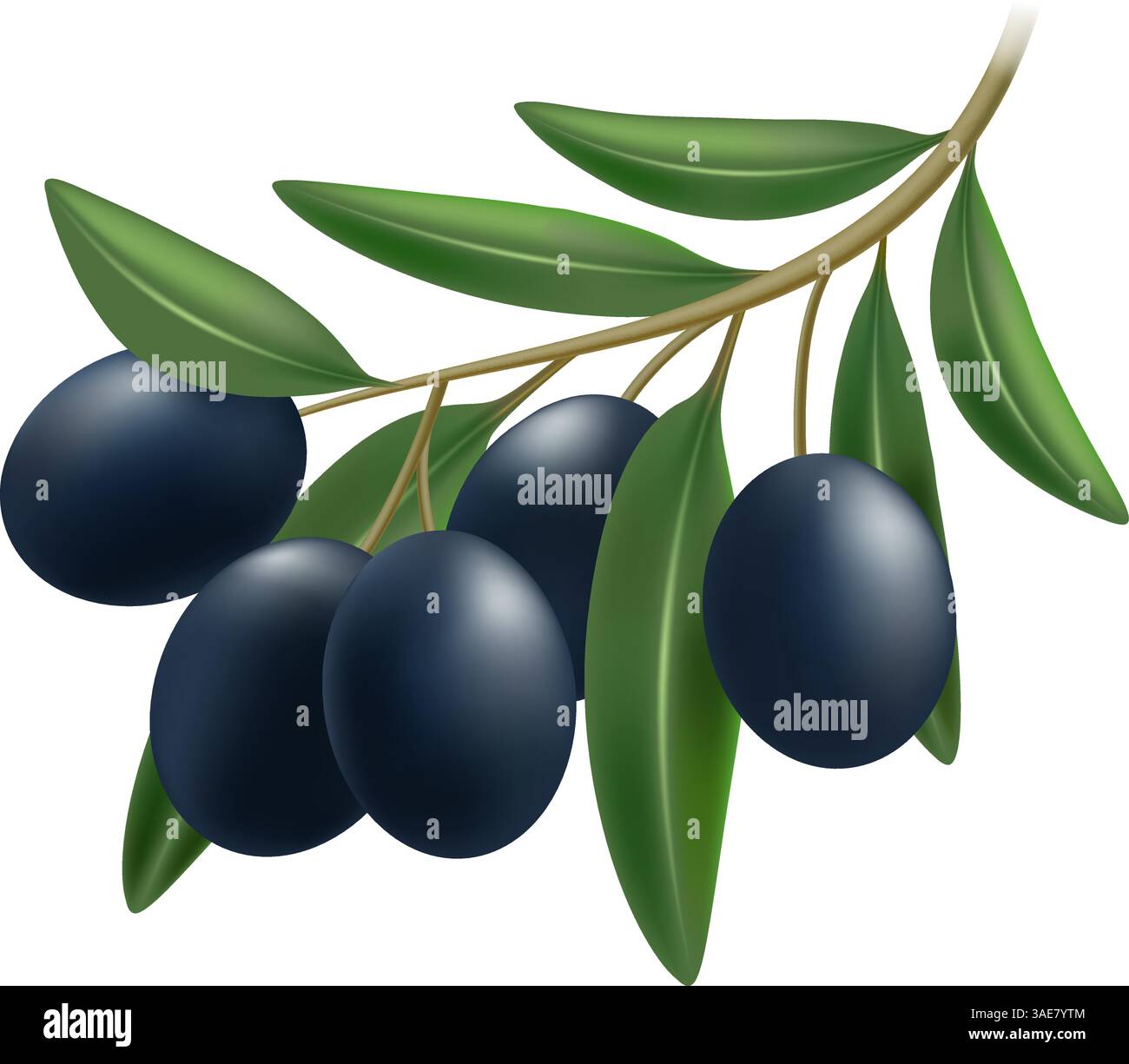 Realistic black olive branch Stock Vector Image & Art - Alamy
