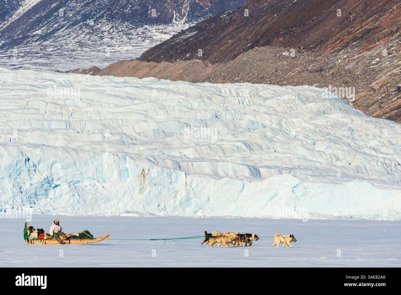 Team sled dogs pulls across hi-res stock photography and images - Alamy