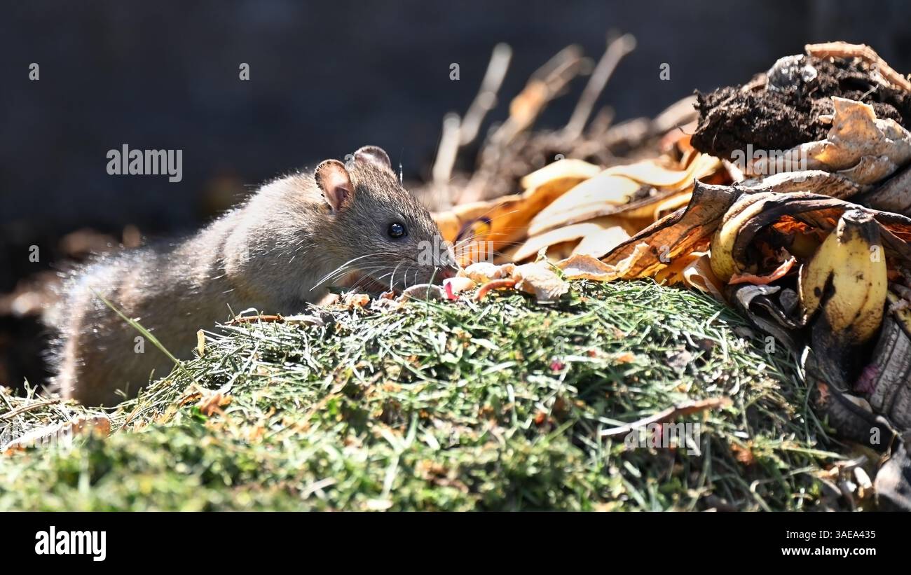 Norwegian kitchen hi-res stock photography and images - Alamy