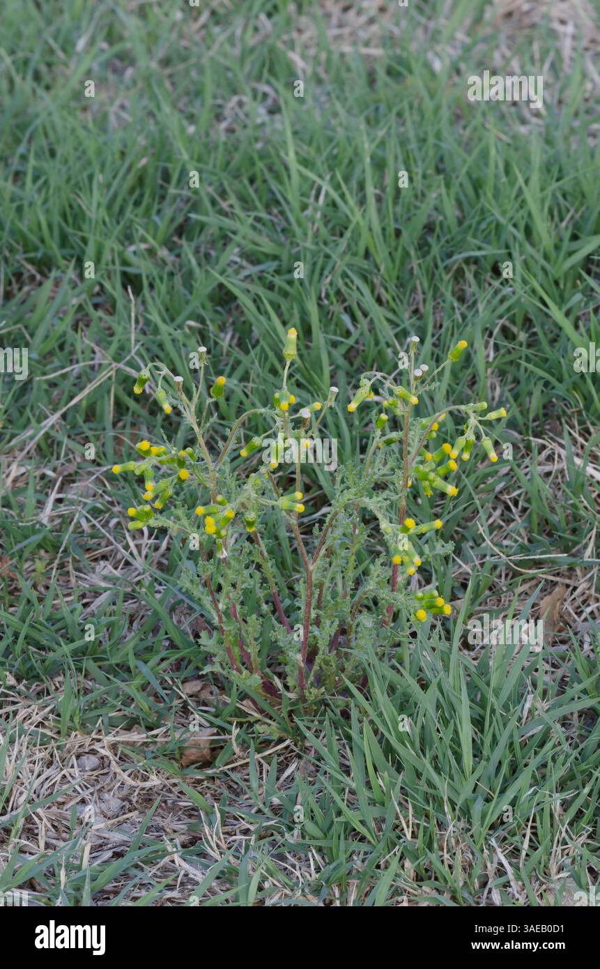 Common Groundsel, Senecio vulgaris Stock Photo - Alamy