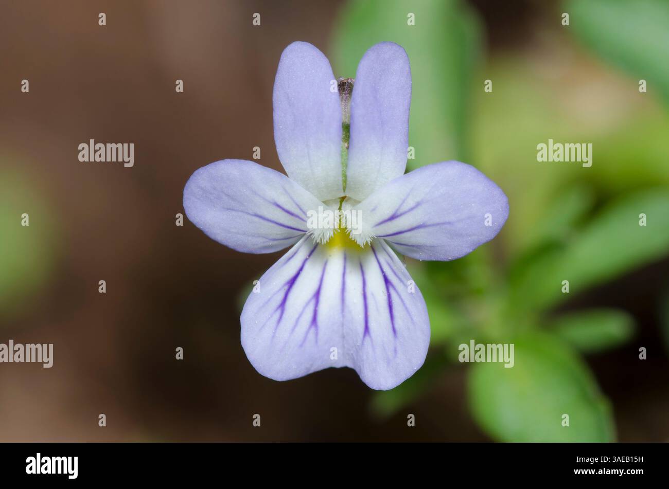 Field Pansy, Viola bicolor Stock Photo