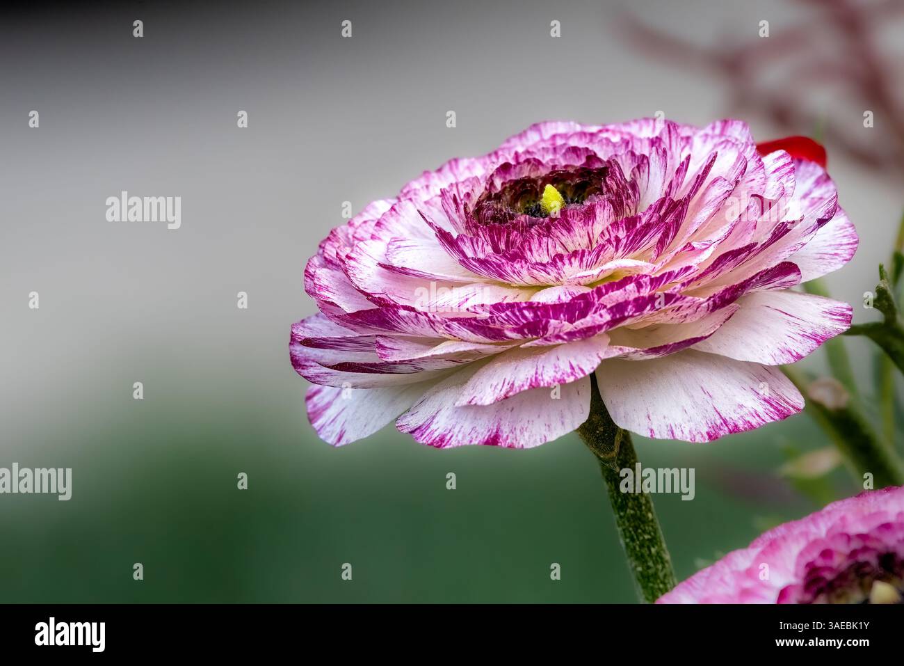 Pink Ranunculus Detail A pink and white ranunculus flower in bloom, captured in profile with ...
