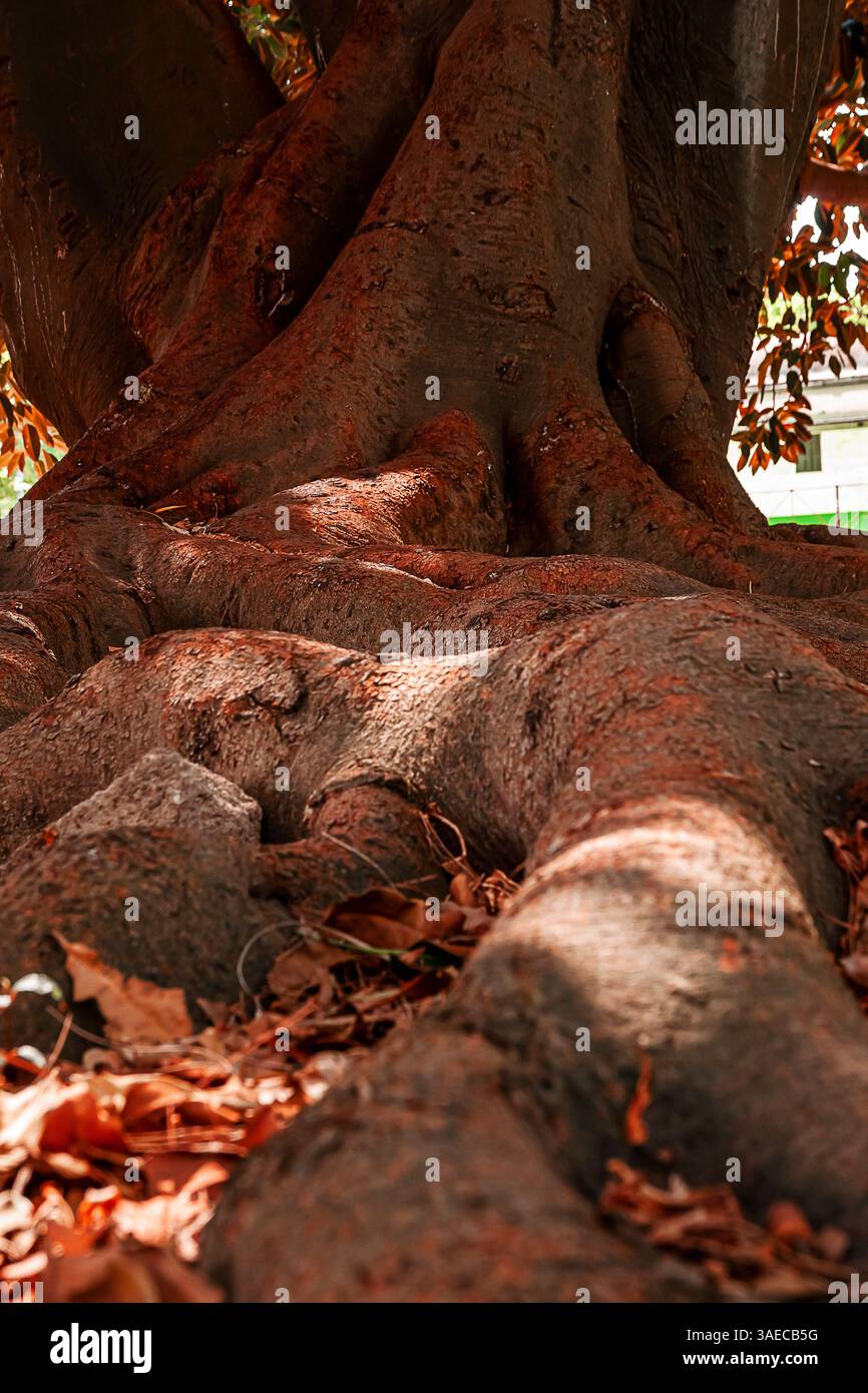 Impoding Tree imposing roots of a centuries-old tree emerge from the ground Stock ...