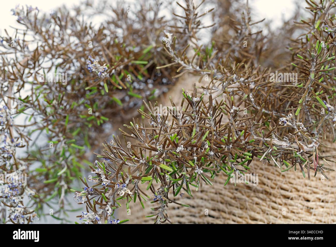 focus plant nursery GT Foliage Focus  Unique Plant Nursery & Brokers