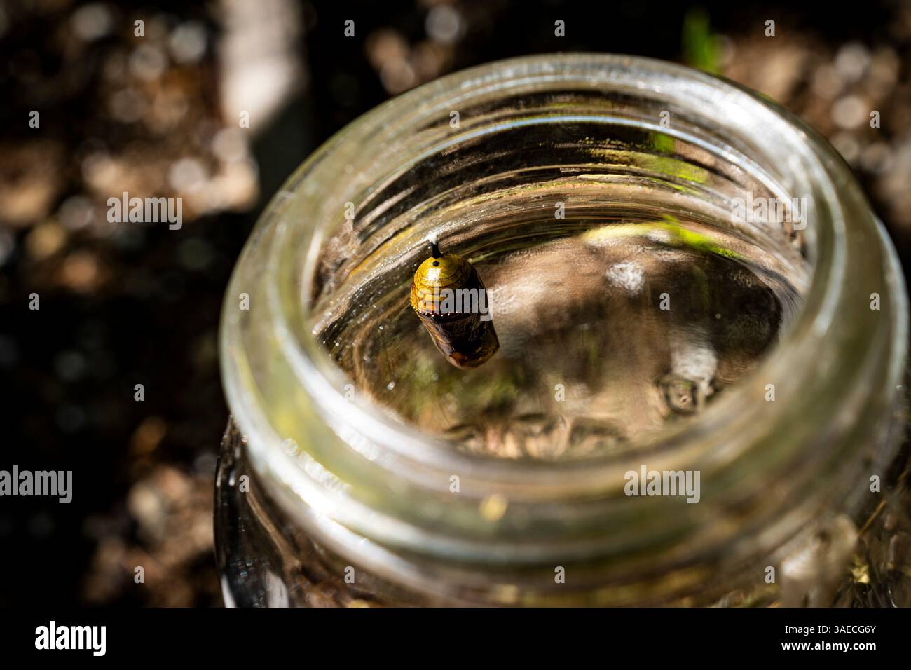 Butterfly chrysalis in a mason jar. Stock Photo