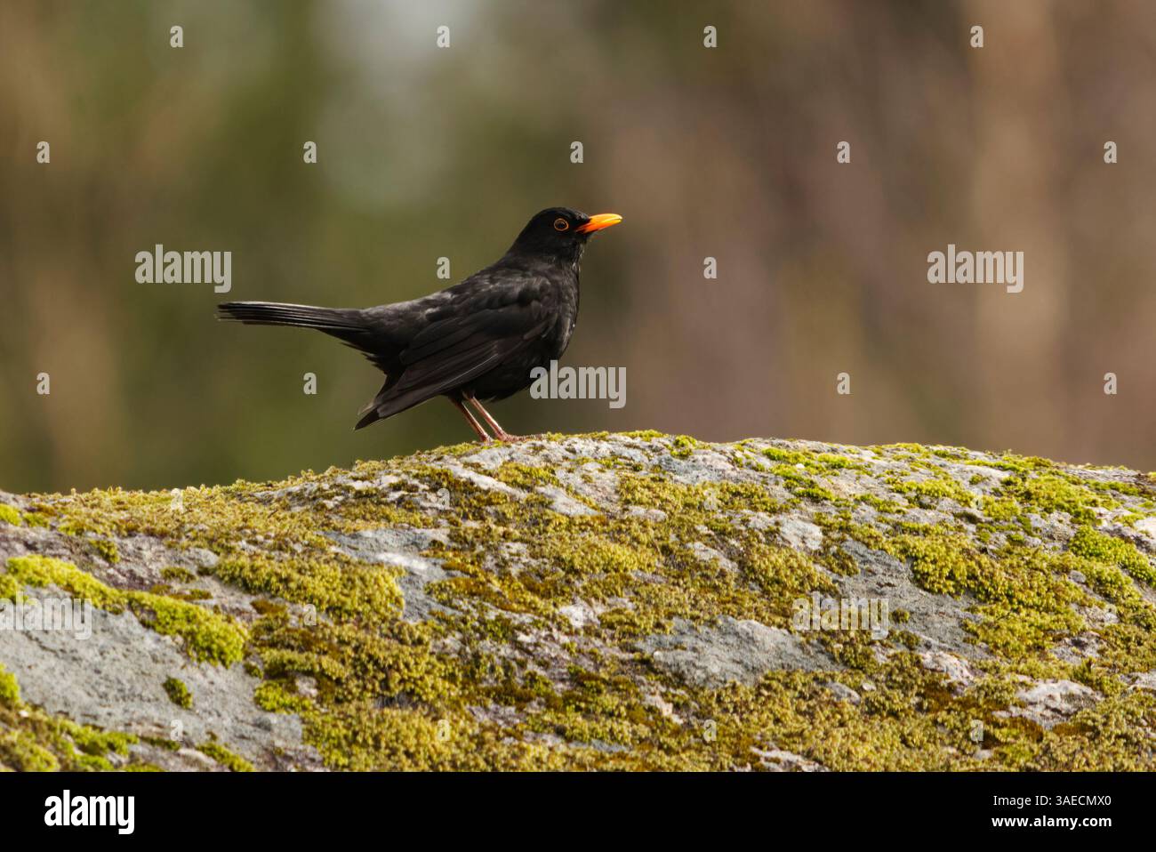 Eurasian blackbird or common blackbird (Turdus merula) male standing on a boulder in the forest in spring. Stock Photo