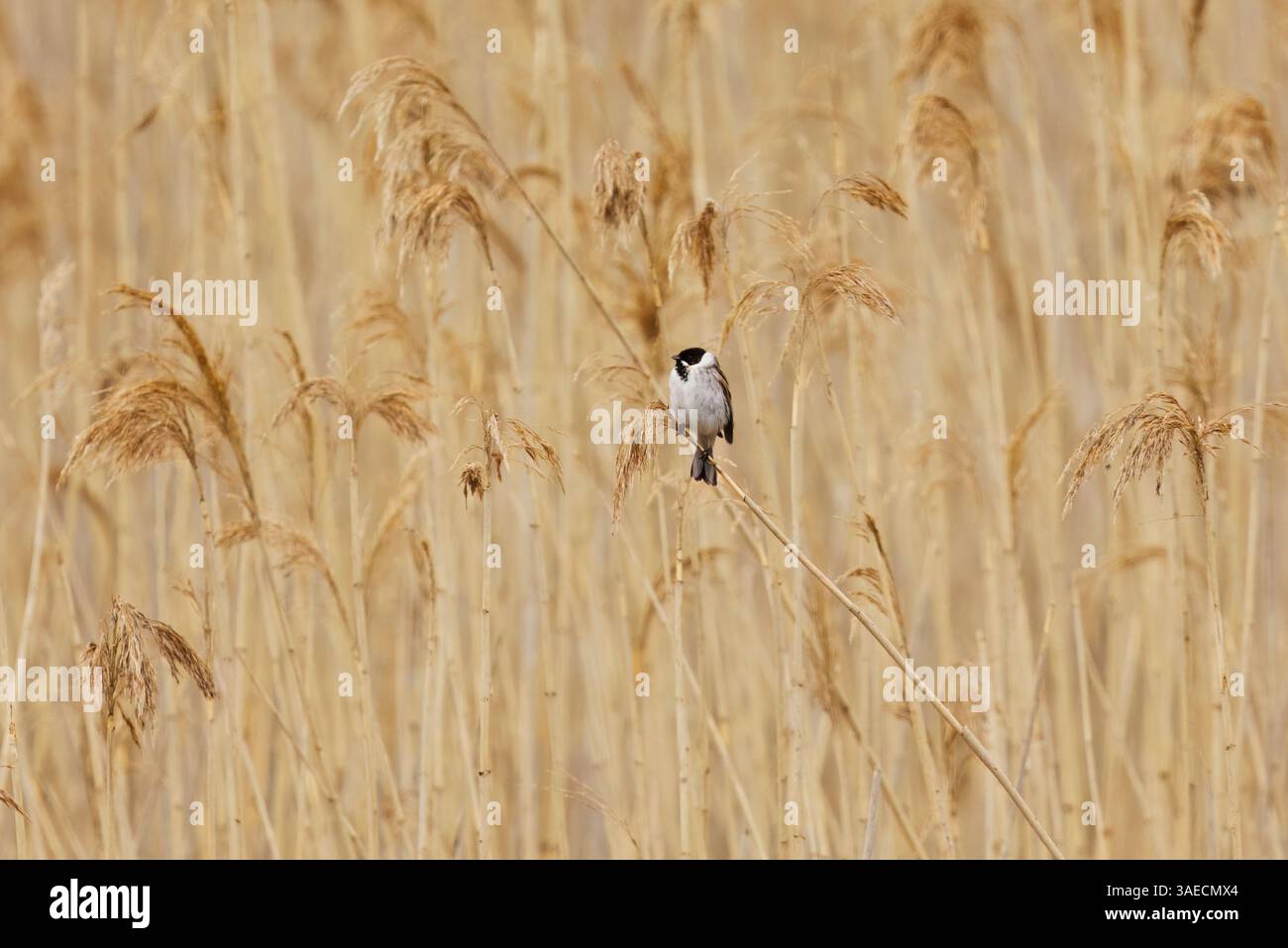 Common reed bunting (emberiza schoeniclus) male perched on a reed in spring. Stock Photo