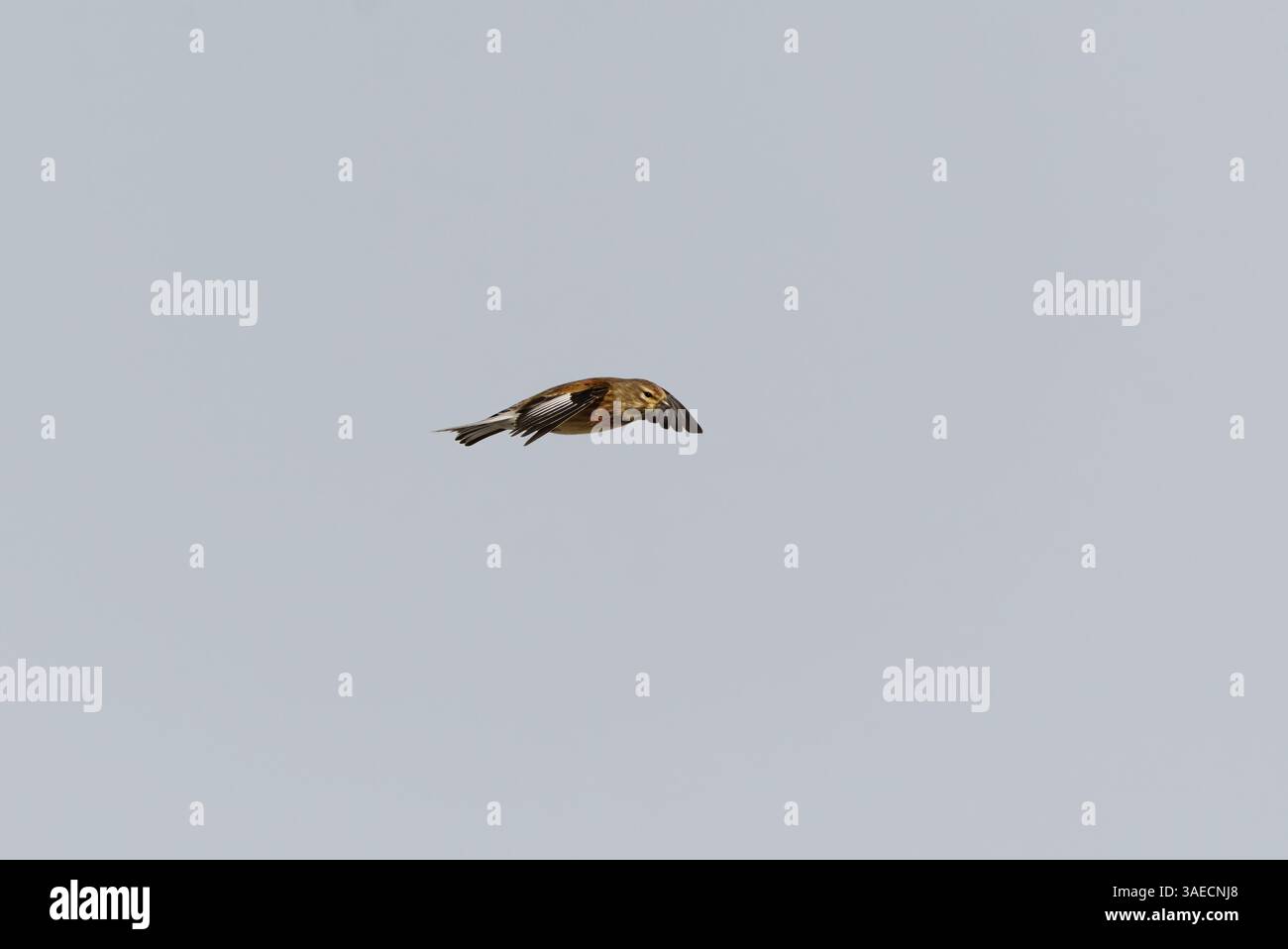 Common linnet (Linaria cannabina) flying in the sky in early spring ...