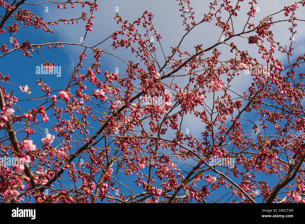 Bright pink Japanese sakura blossoms on a tree against the blue sky ...