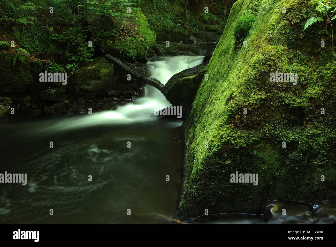 Melincourt Brook just below Melincourt Falls. Stock Photo