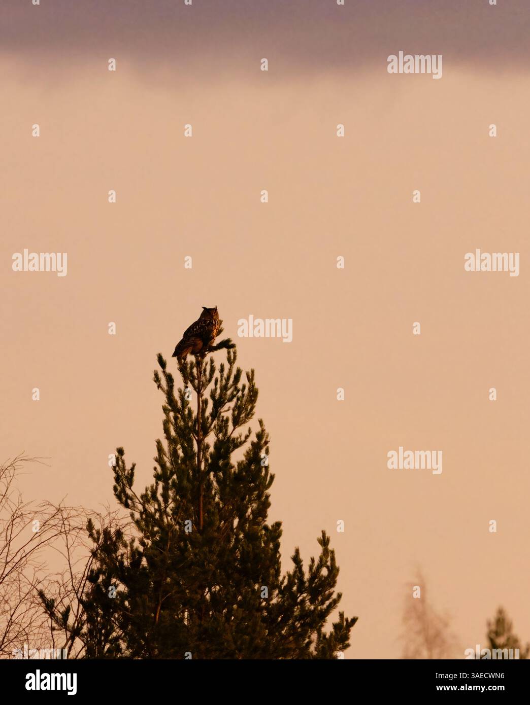 Eurasian eagle-owl (Bubo bubo) perched on the tree top in winter. Stock Photo
