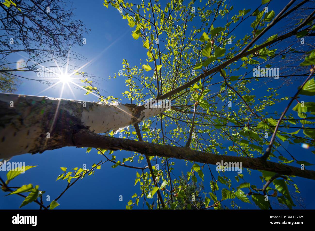 Tree canopy from below hi-res stock photography and images - Alamy