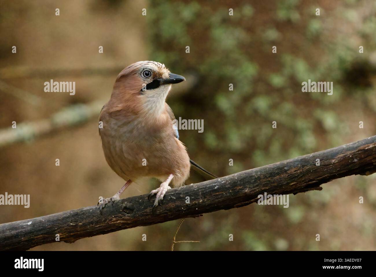 Eurasian jay (Garrulus glandarius) sitting on a branch in the forest in fall. Stock Photo
