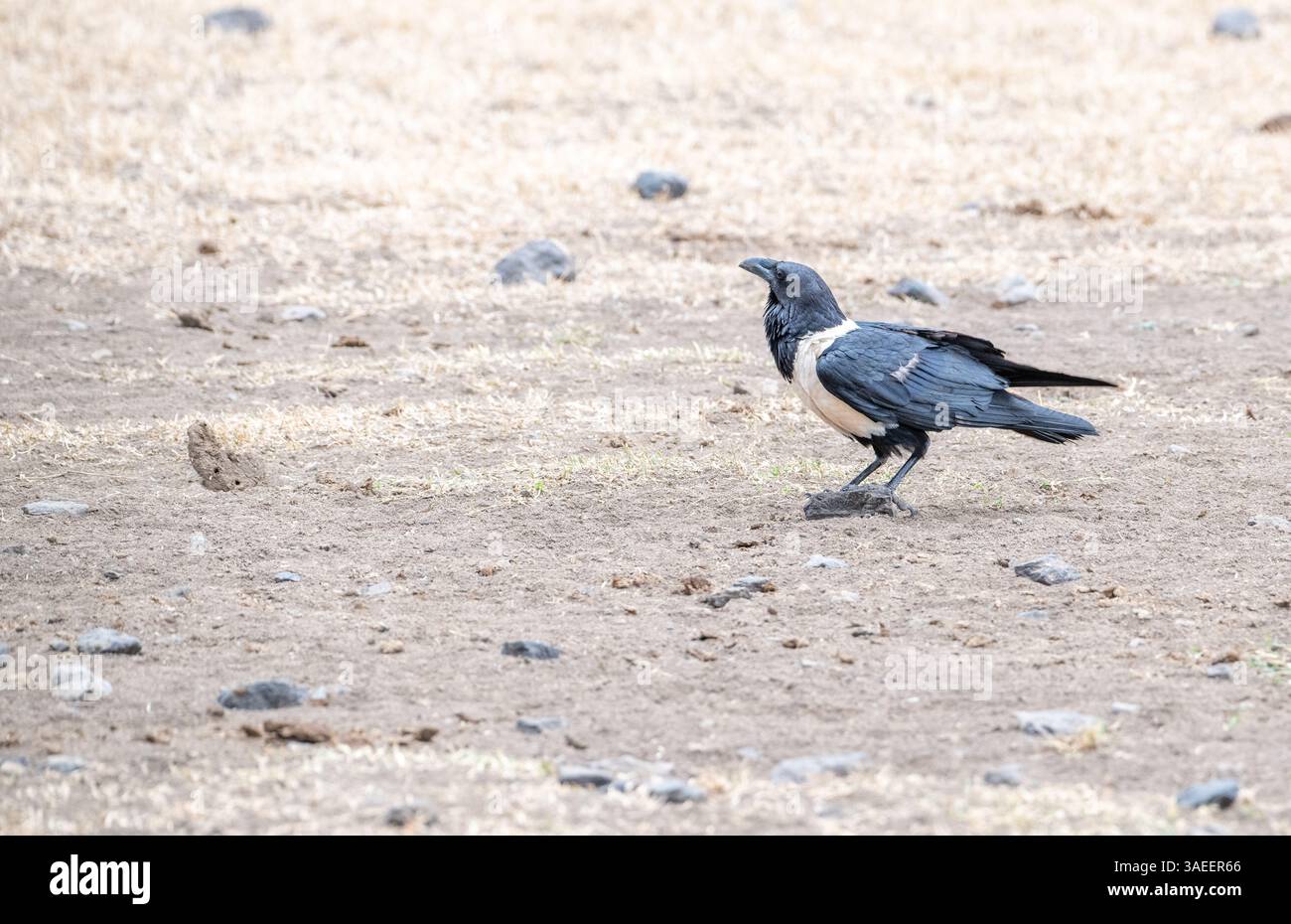 Pied crow (Corvus albus) Stock Photo