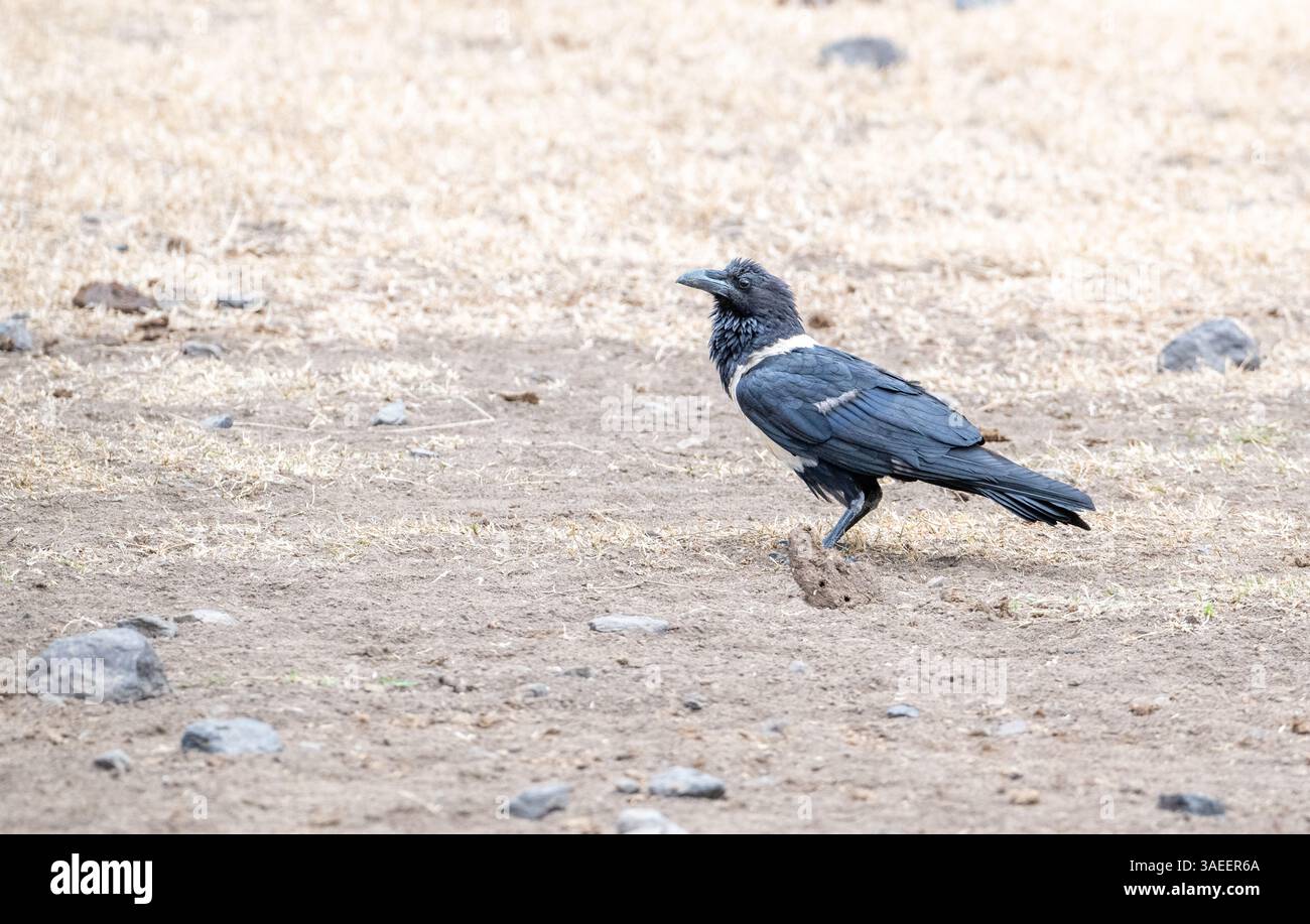 Pied crow (Corvus albus) Stock Photo