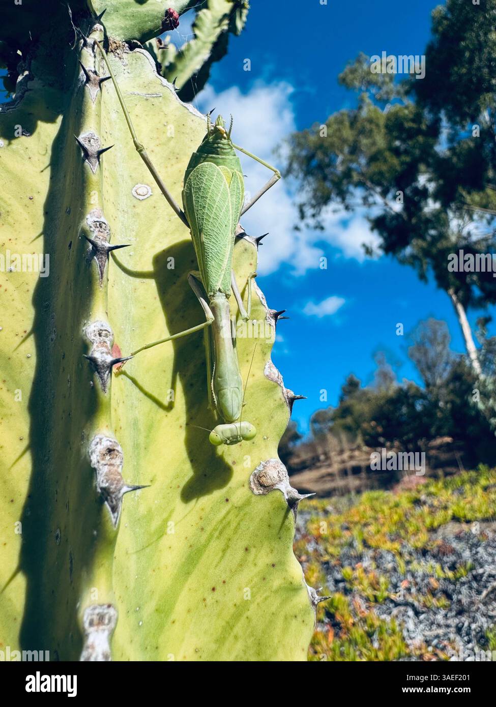 A close-up shot of a vibrant green grasshopper perched on a cactus leaf, surrounded by a bright blue sky and hints of greenery in the background. - Smartphone Captured Stock Image