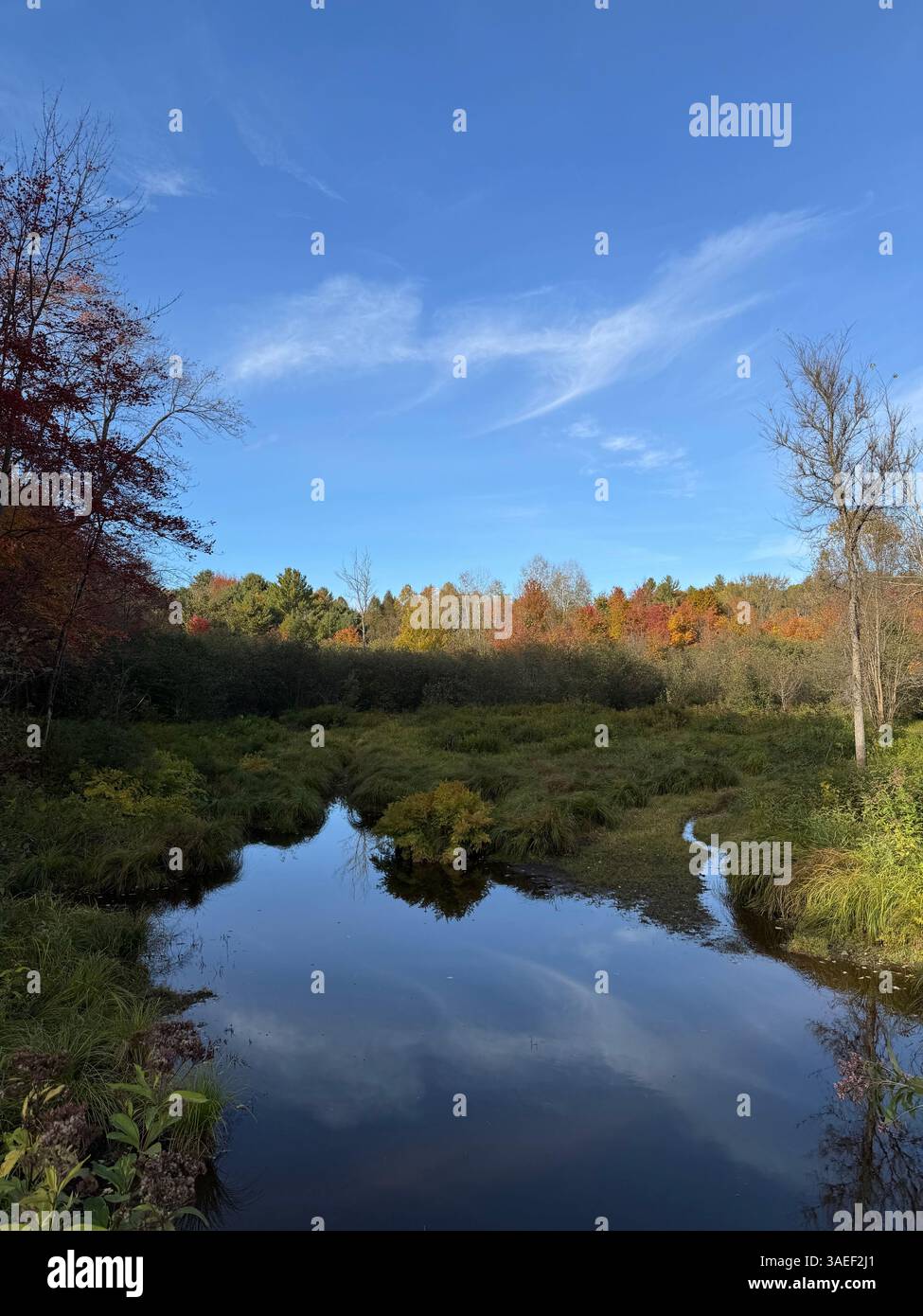 A serene autumn landscape featuring a calm reflective stream surrounded by lush greenery, colorful fall foliage, and a blue sky with wispy clouds. - Smartphone Captured Stock Image