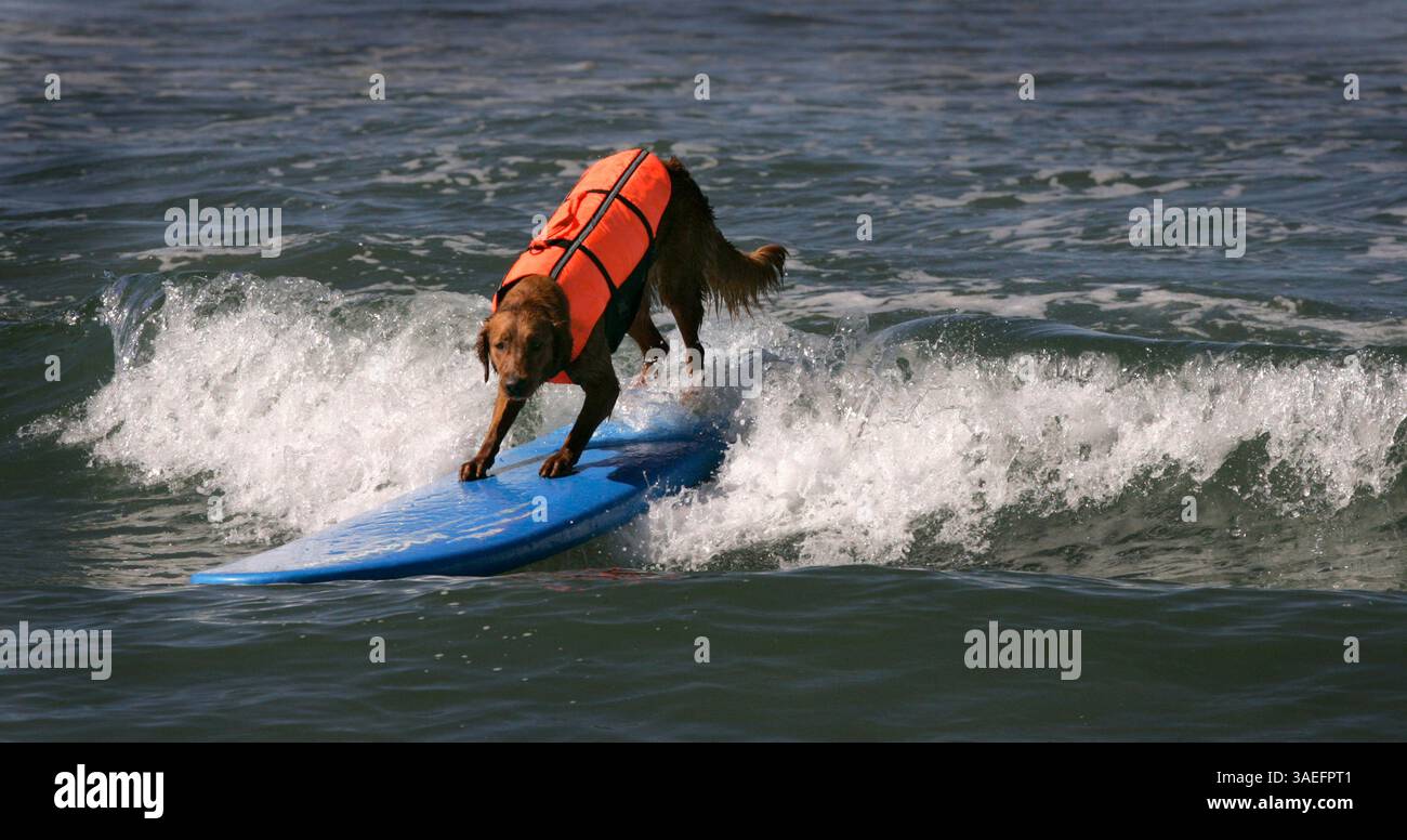 Ricochet golden retriever hi-res stock photography and images - Alamy