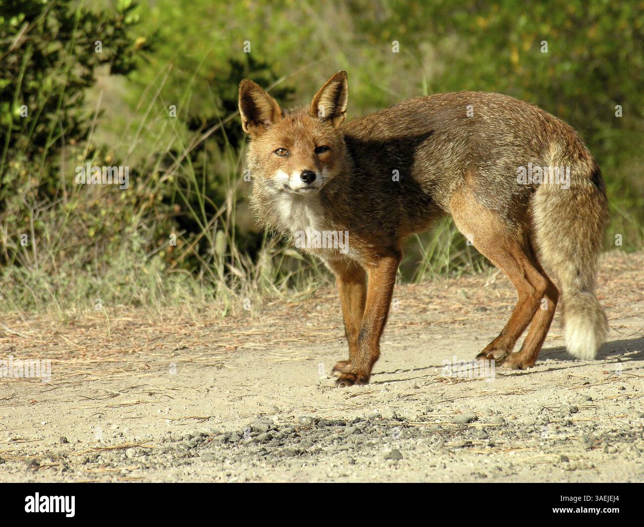 Red fox (Vulpes vulpes) in a cautious defence position on a path in the ...