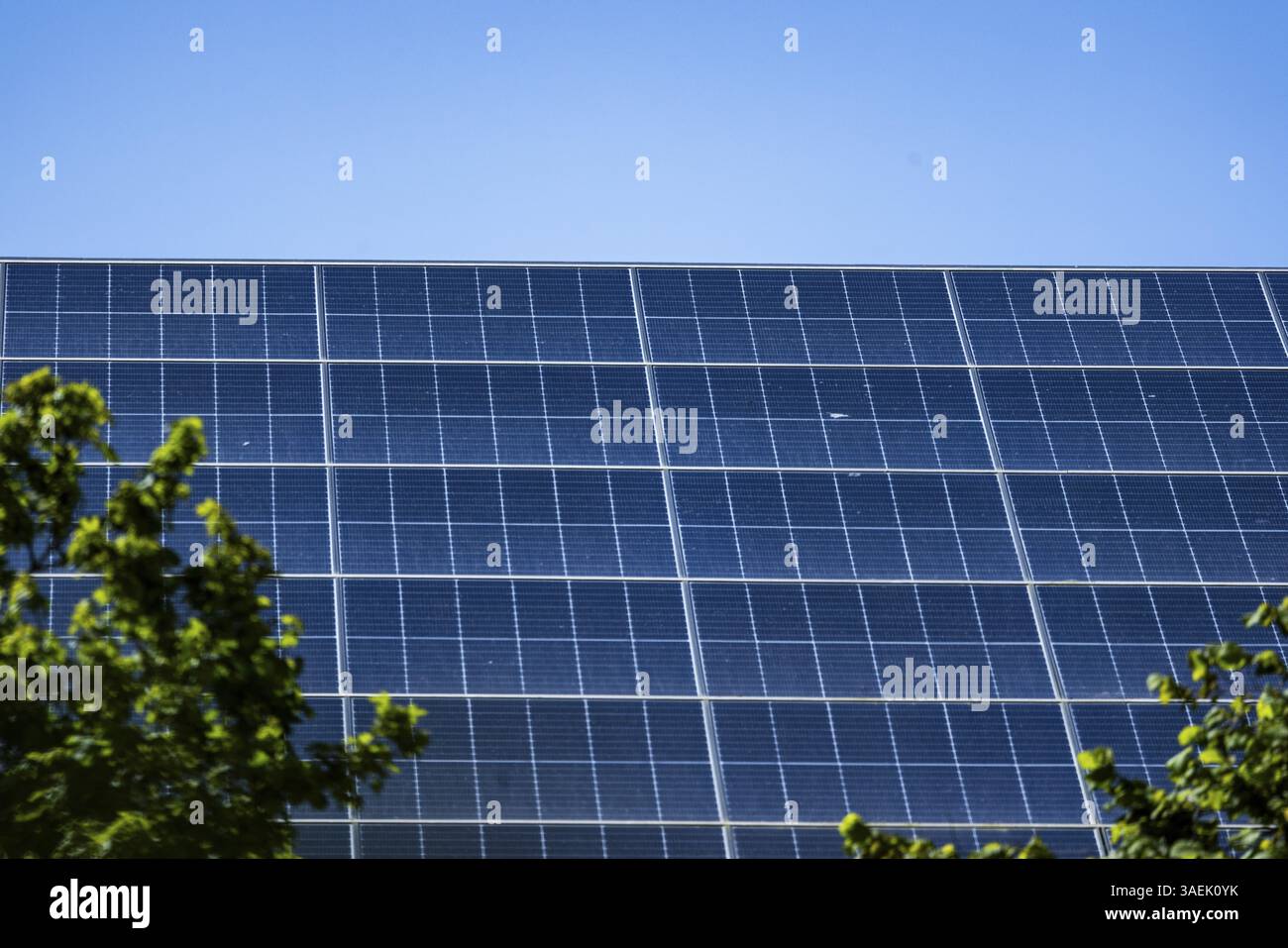 Solar modules, in the foreground green branches under a blue sky. Symbol for clean energy, Groede, Zeeland, Netherlands Stock Photo