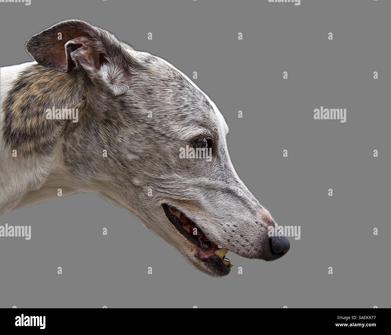 Side view of the beautiful face of a white with gray and brown Greyhound isolated on gray, New York, USA, North America Stock Photo