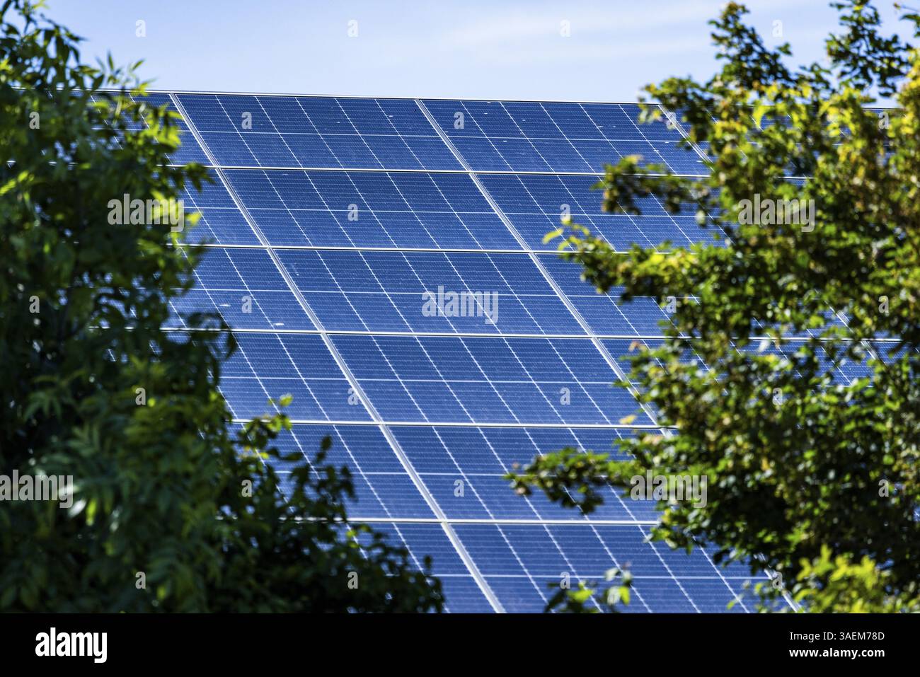 Solar modules behind green tree branches under a clear sky. Clean energy presented, Groede, Zeeland, Netherlands Stock Photo