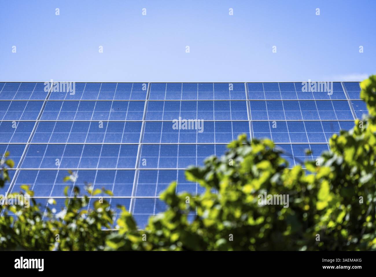 Clear sky above solar panels, framed by green leaves. Symbol for sustainability, Groede, Zeeland, Netherlands Stock Photo