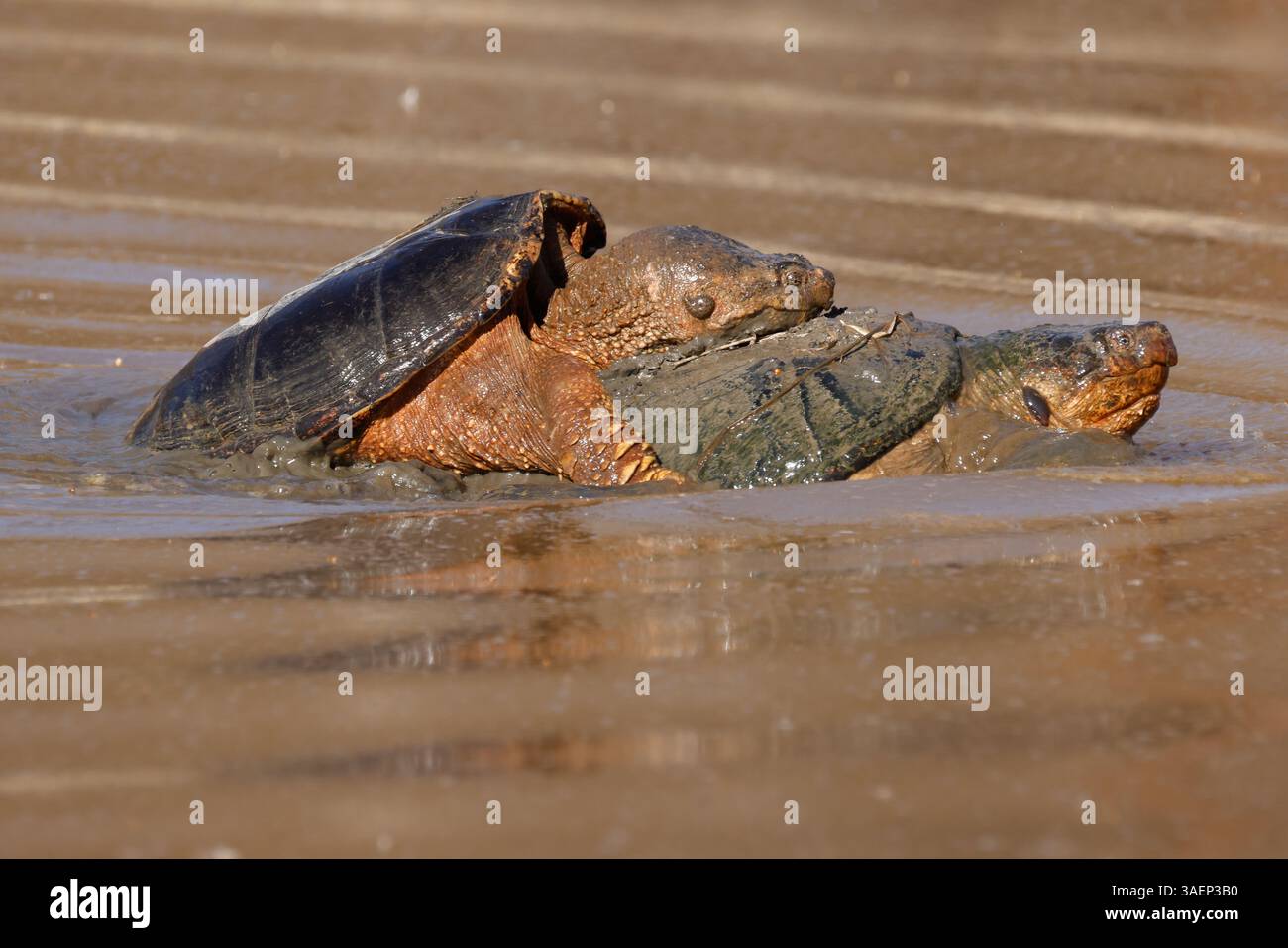 Turtle Mating Images Snapping turtles, Chelydra serpentina, mating, Maryland Stock Photo - Alamy