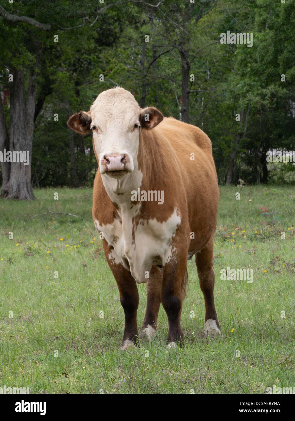 Close-up of a curious female Hereford cow staring at the camera. Stock Photo