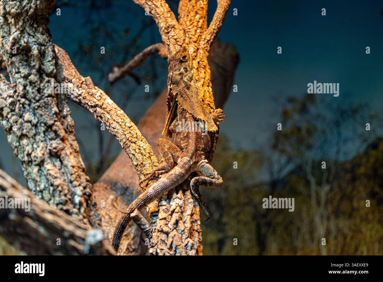 Well camouflaged frillneck lizard rests on tree Stock Photo