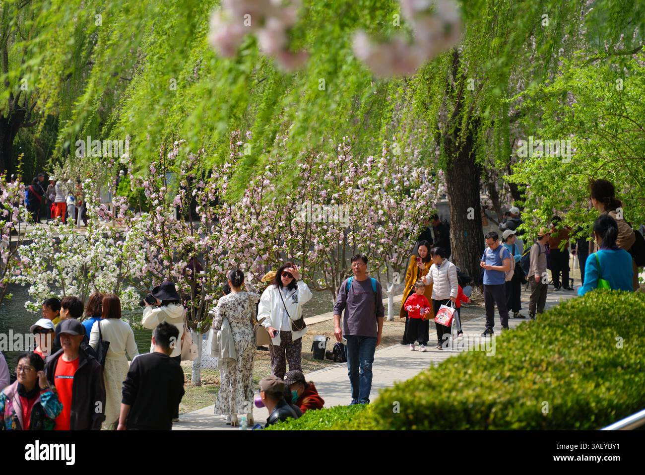 People admire spring flowers at a park in Beijing, China, 4 April, 2025 ...